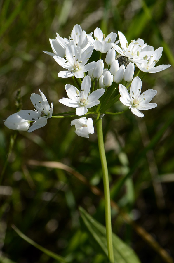 Allium neapolitanum